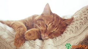 kedi uyurken titriyor kedim uyurken titriyor