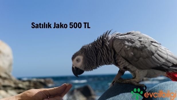 Satılık Jako 500 TL 2022