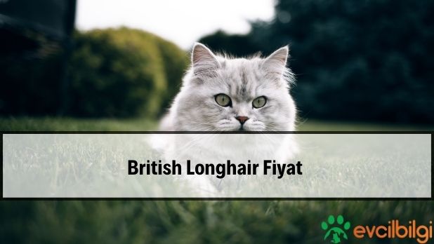 British Longhair Fiyat 2022, Özellikleri, Bakımı