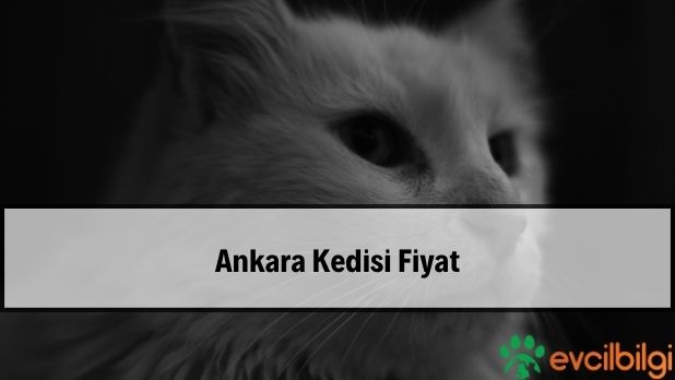 Ankara Kedisi Fiyat 2022 | Yavru