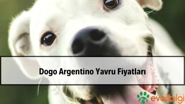 Dogo Argentino Yavru Fiyatları