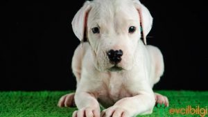 dogo argentino yavru fiyatları ne kadar