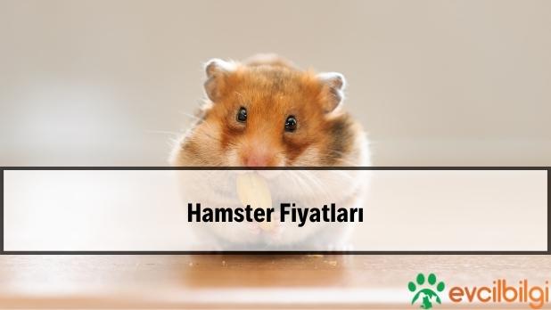 Pet Shop Hamster Fiyatları 2022