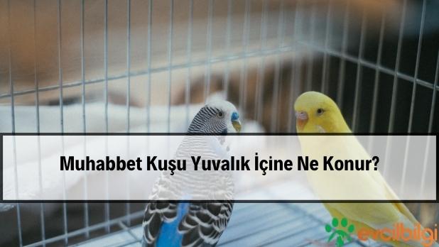 muhabbet kuşu yuvalık içine ne konur