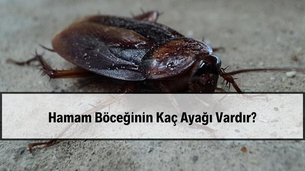 Hamam böceğinin kaç ayağı vardır