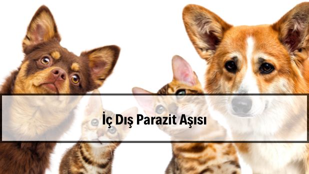 İç Dış Parazit Aşısı Fiyat 2022 Kedi, Köpek, Yavru
