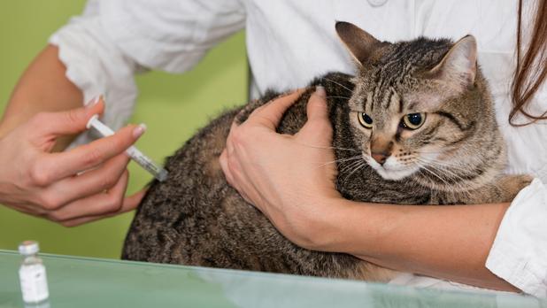 Kedi İç Dış Parazit Aşısı Fiyatı