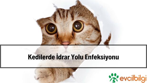 Kedilerde idrar yolu enfeksiyonu