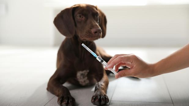 Köpek İç Dış Parazit Aşısı Fiyatı