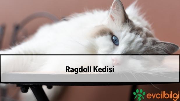 Ragdoll Kedisi Fiyat, Özellikleri, Bakımı, Sahiplendirme