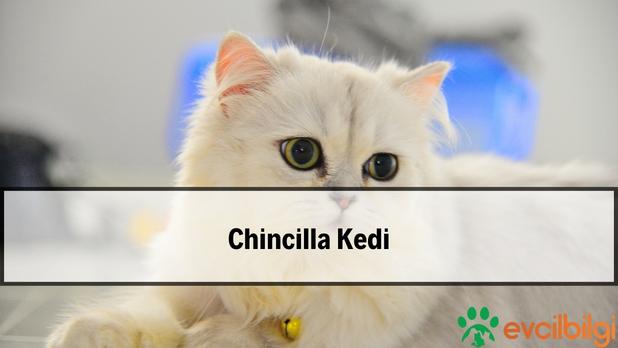 chincilla kedi