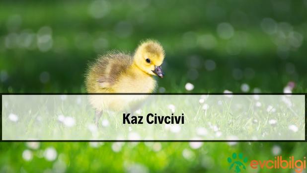 kaz civcivi bakımı