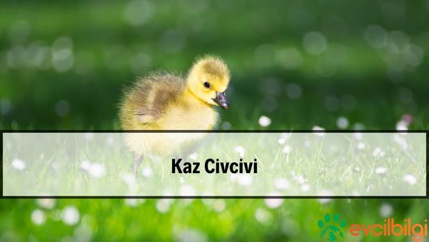 Kaz Civcivi Bakımı Nasıldır? Kaz Yavrusu Ne Yer