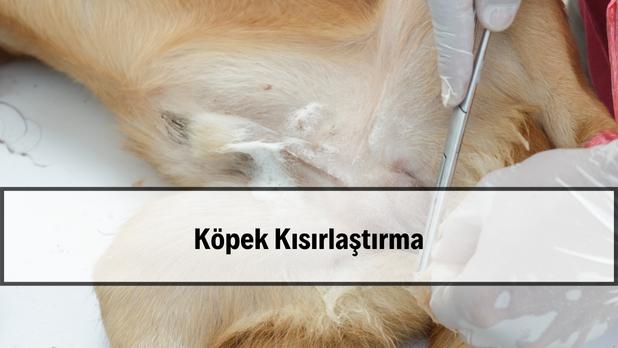 köpek kısırlaştırma