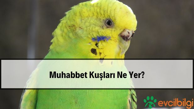 Muhabbet Kuşları Ne Yer? Muz, Elma, Çekirdek,