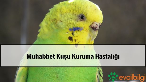 muhabbet kuşu kuruma hastalığı