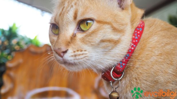 sarman kedi özellikleri