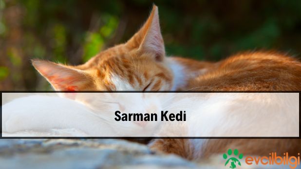 sarman kedi