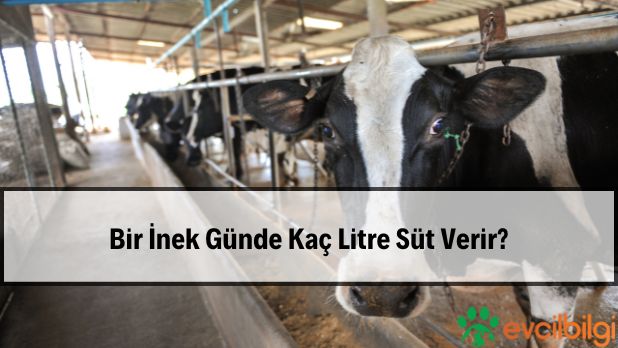 Bir İnek Günde Kaç Litre Süt Verir? 60 Litre Süt Verimi