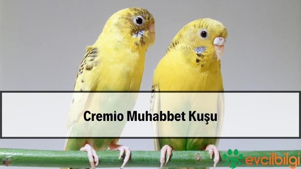 Cremio Muhabbet Kuşu Özellikleri