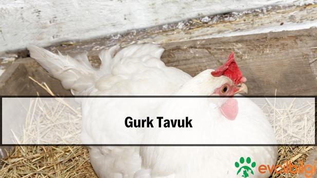 Gurk Tavuk Nedir, 21 Gün Gurk Tavuk Bakımı