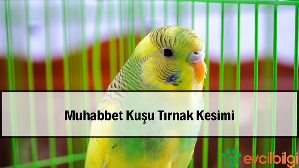 Muhabbet Kuşu Tırnak Kesimi