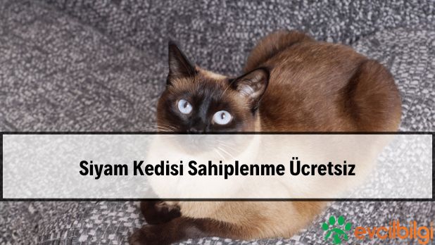 Siyam Kedisi Sahiplenme Ücretsiz