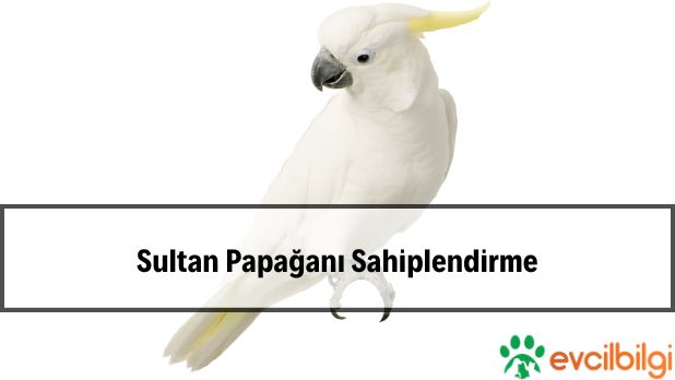 Sultan Papağanı Sahiplendirme Ücretsiz