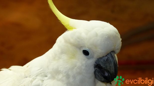 Sultan Papağanı Sahiplenme Ücretsiz