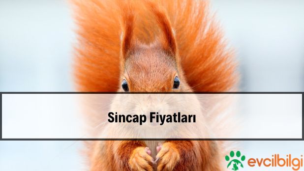 Sincap Fiyatları Evcil, Yavru, Albino, Uçan