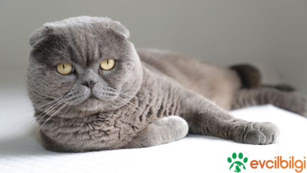 kedi sahiplendirme scottish fold