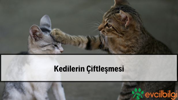 kedilerin çiftleşmesi
