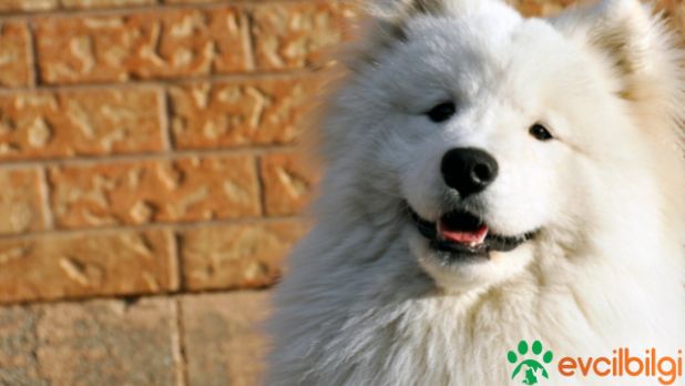 samoyed köpek