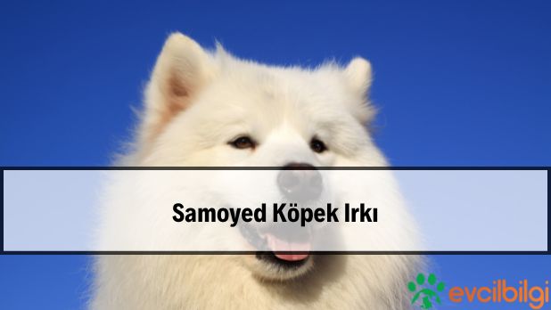 samoyed özellikleri