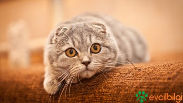 scottish fold sahiplendirme