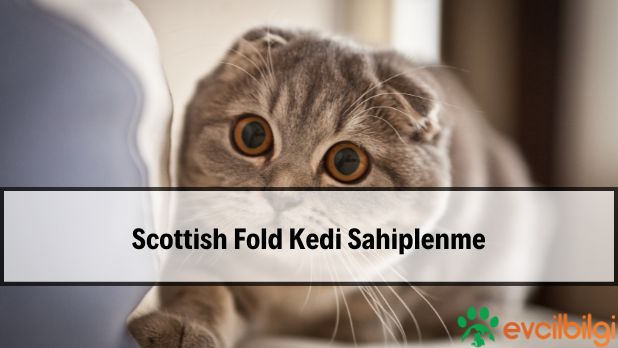 Ücretsiz Kedi Scottish Fold Sahiplenme