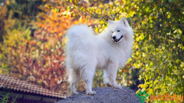 yavru samoyed fiyatları