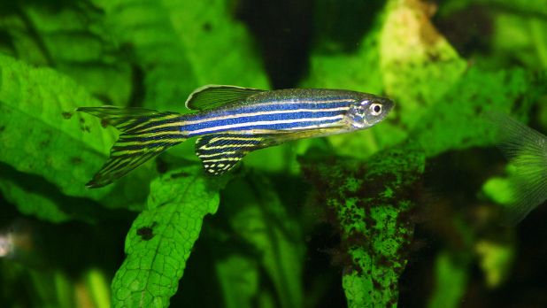 zebra danio fiyatları