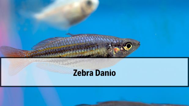 Zebra Danio Özellikleri, Danio Zebra Fiyatları