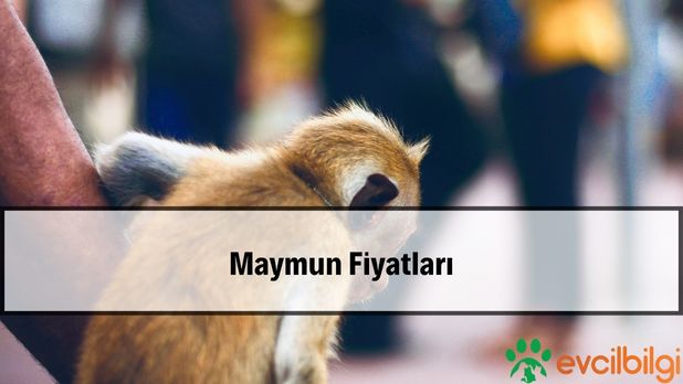 Evcil Maymun Fiyatları Canlı