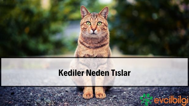 Kediler Neden Tıslar