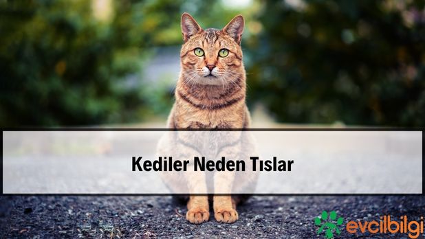 Kediler Neden Tıslar? Kediler Birbirine Neden Tıslar