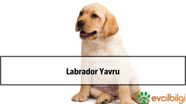 Labrador Yavru Fiyatları