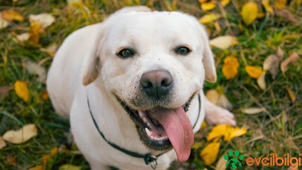 Labrador Yavru Özellikleri