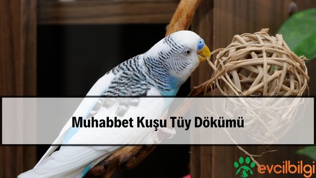 Muhabbet Kuşu Tüy Dökümü