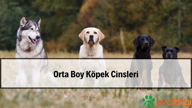 Orta Boy Köpek Cinsleri