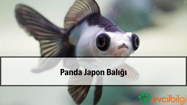 Panda Japon Balığı Fiyatları