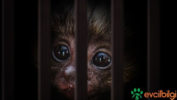 Pet Shop Satılık Maymun Fiyatları İstanbul