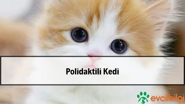 Polidaktili Kedi Nedir