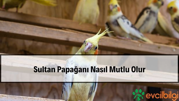 Sultan Papağanı Nasıl Mutlu Olur